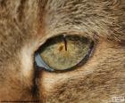 Μάτι της γάτας